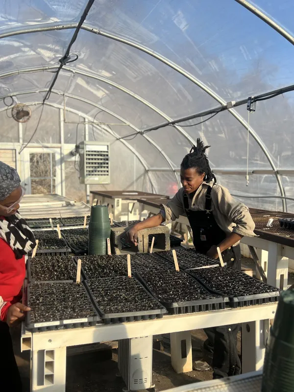 Farmer's planting seedlings in a greenhouse