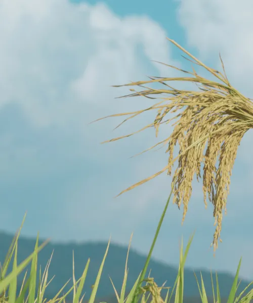 Picture of a human hand holding a bundle of wheat against a backdrop of a blue sky and green grass