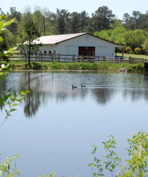 A photo of a pond with two ducks floating on it. A white barn surrounded by trees sits in the background.