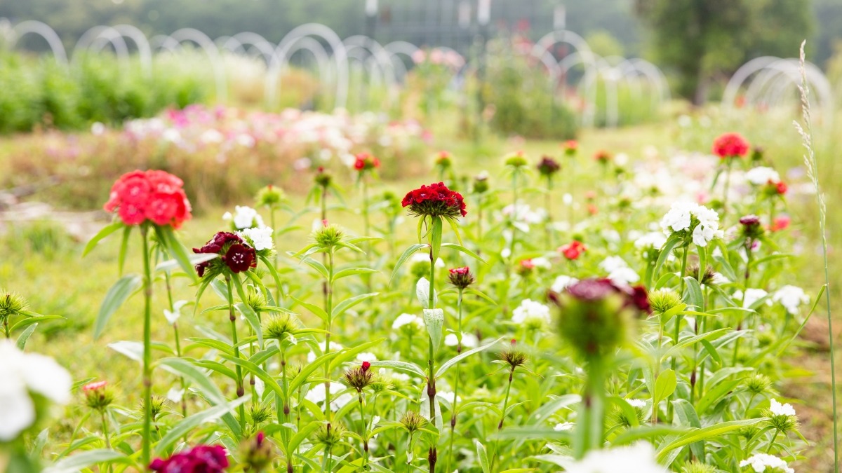 Photo showing field with rows of flowers