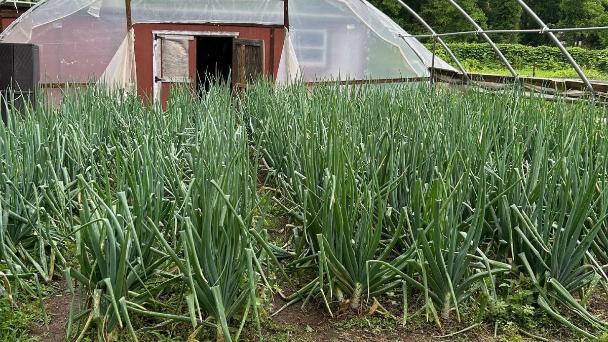 2nd Hightunnel growing onions