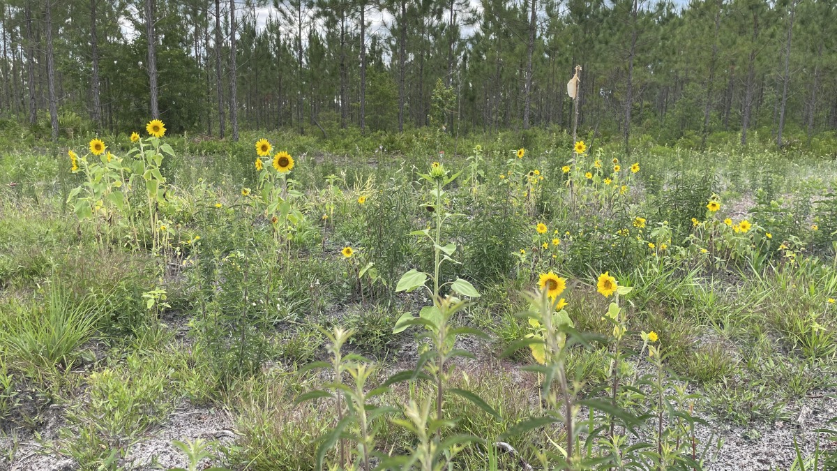 Tillable area with sunflowers