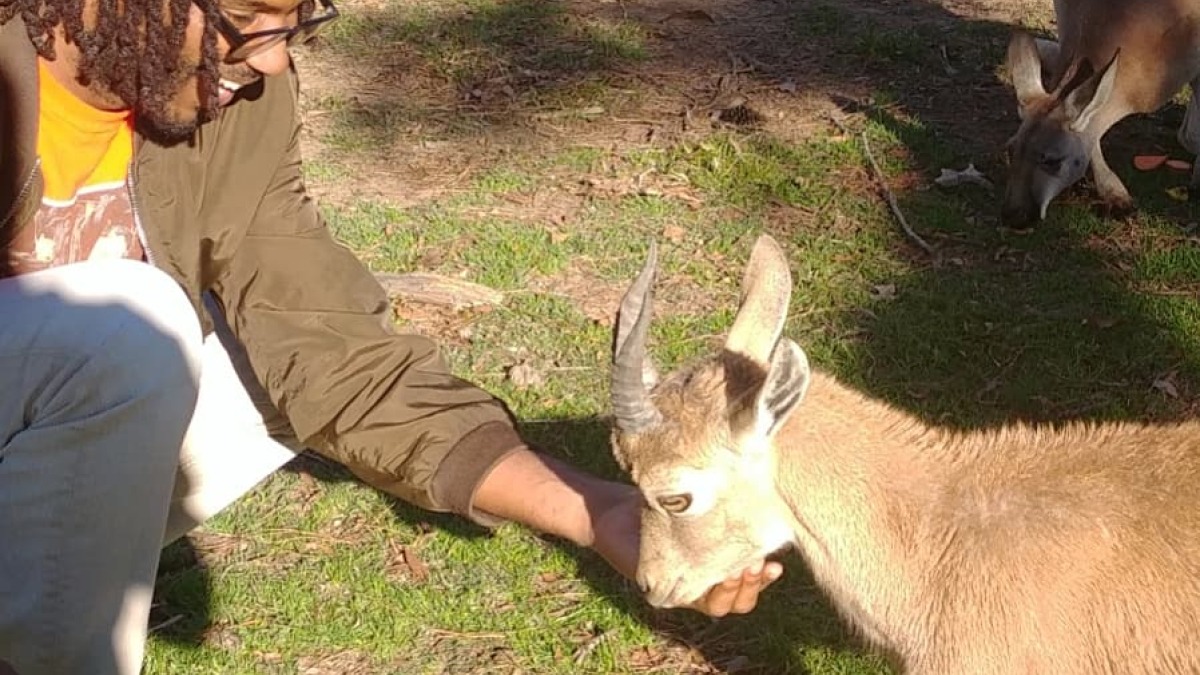 Farmer feeding an ibex