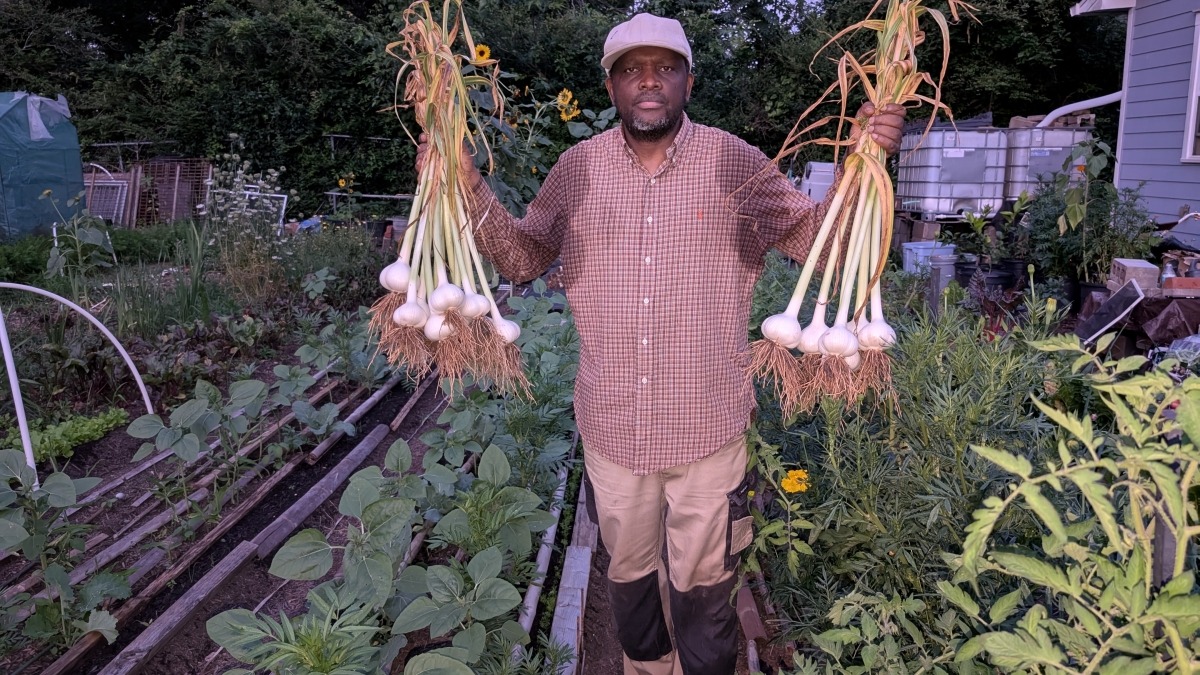 harvesting elephant garlic June 2024