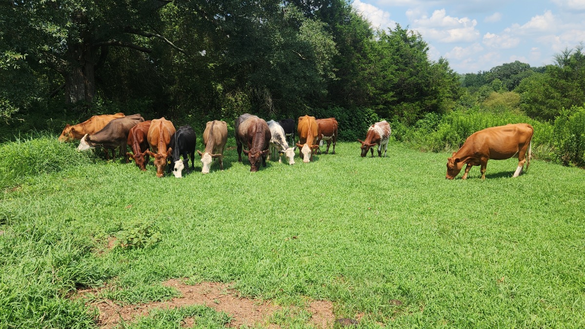 Cattle grazing in the summer