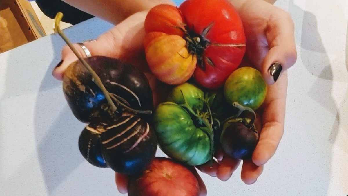 This years heirloom tomatoes
