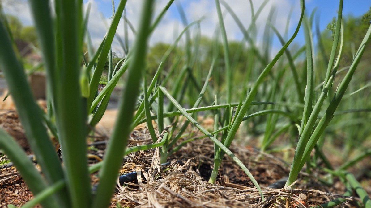 Onions we currently grow