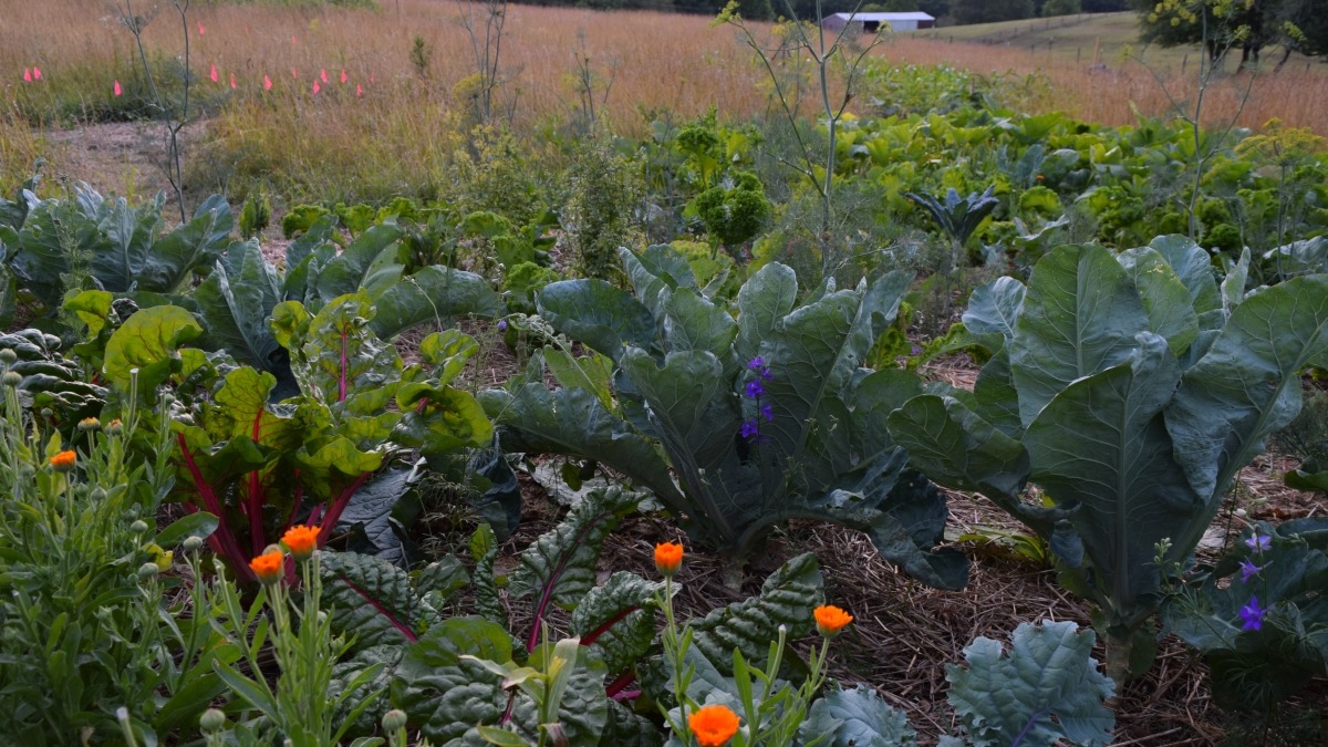 Companion planting is a huge part of our practices