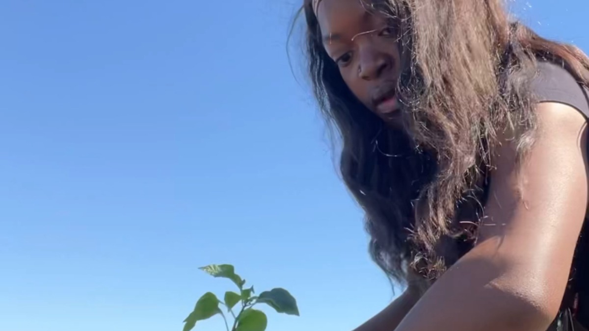 Planting peppers in our research plot 