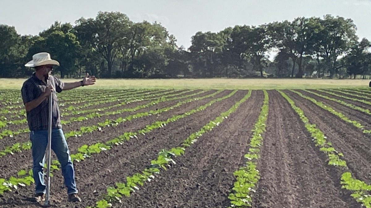 This was pasture for 30 years, I personally executed the 10 acre production. NO HERBICIDE. There is nothing sustainable, organic, or regenerative about locking living soil down with plastic.