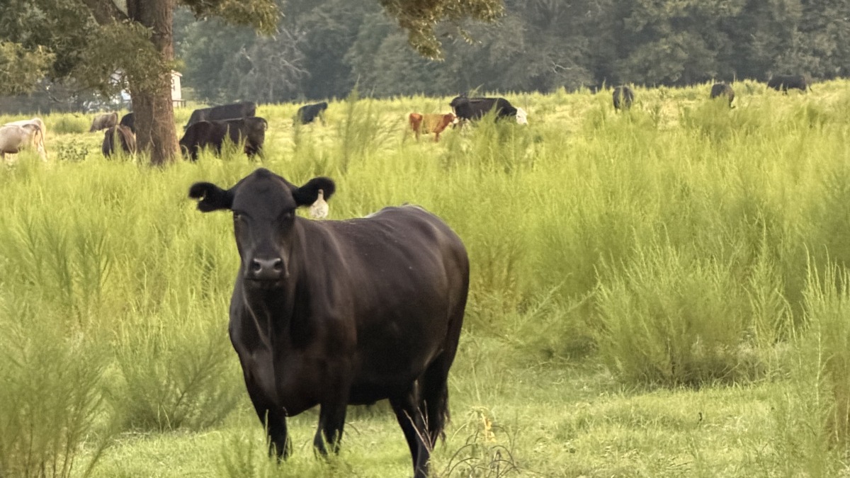 A completely grass fed and finished steer I kept back for our freezer 