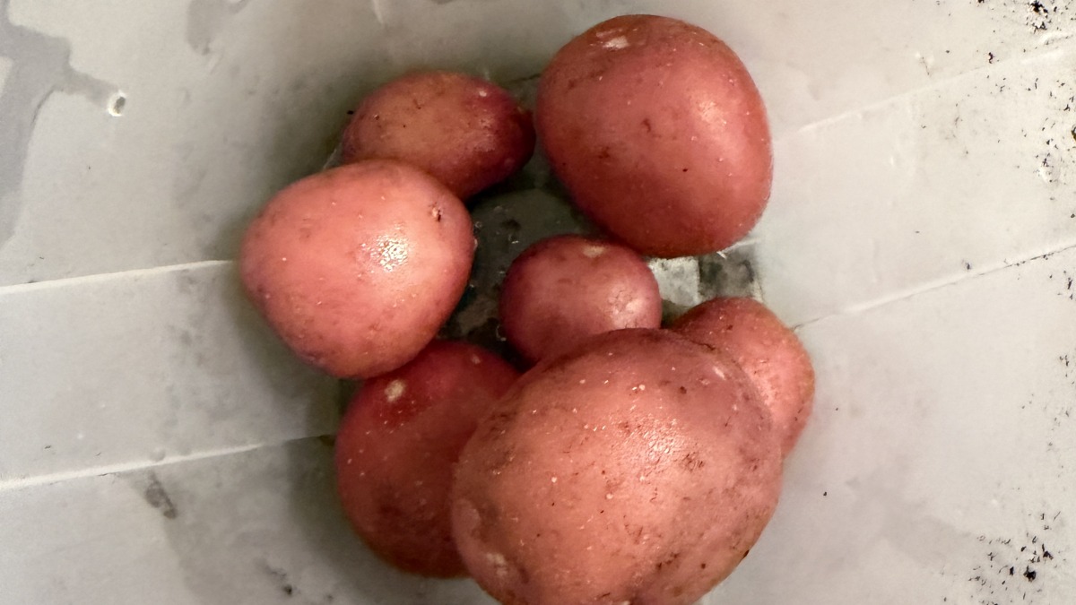 First Harvast of Potatoes