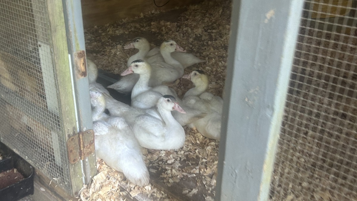 Ducks