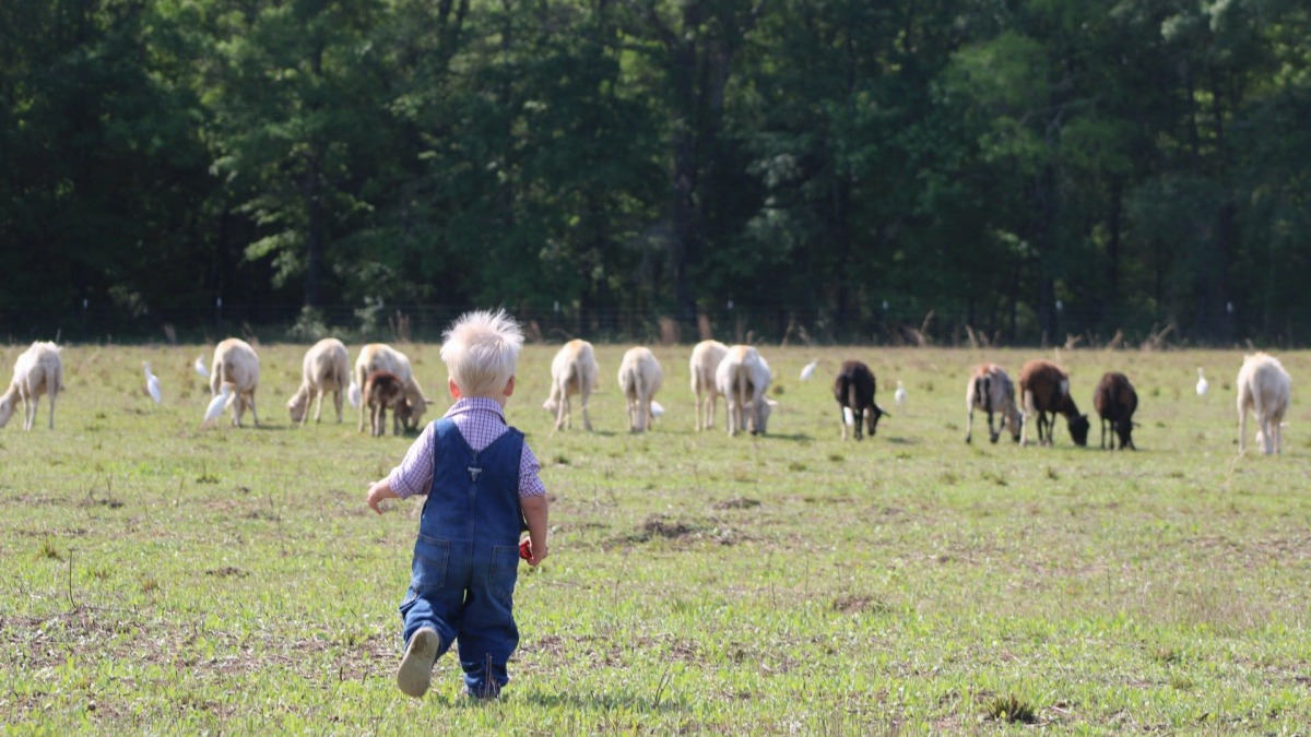 My son out with the flock