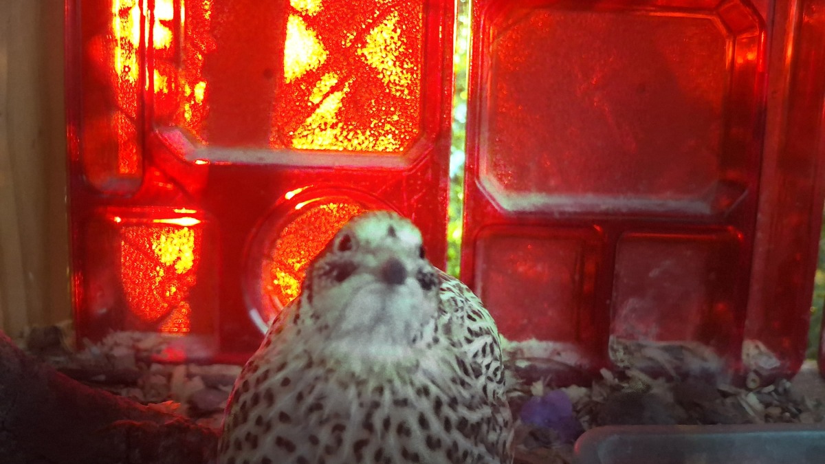 A quail is back lit in red in it's coop