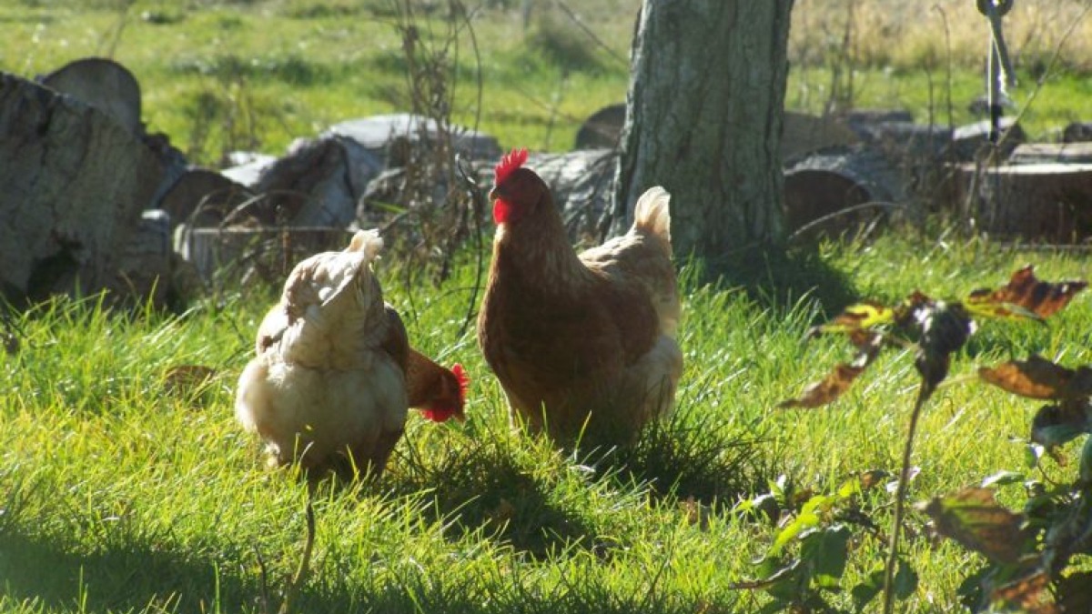I currently raise chickens for eggs and meat