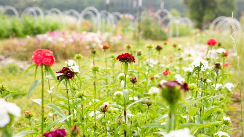 Photo showing field with rows of flowers