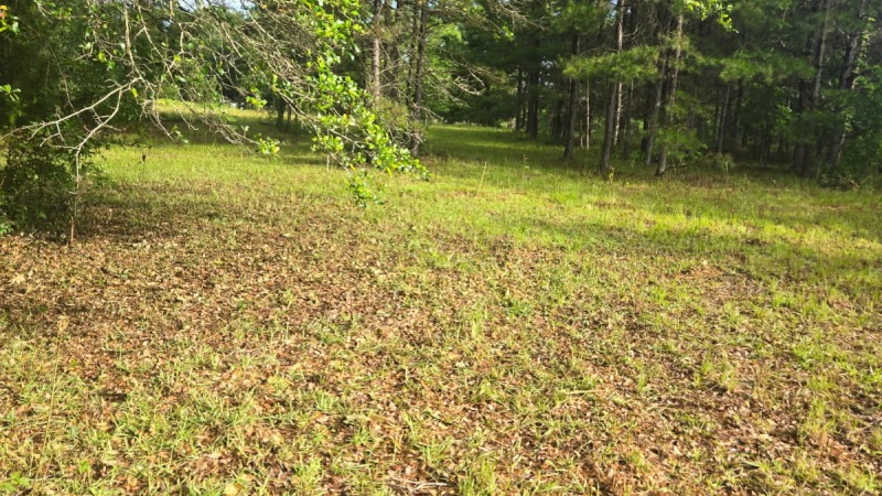 Clear producible and vital area for growth. Ready for renting.