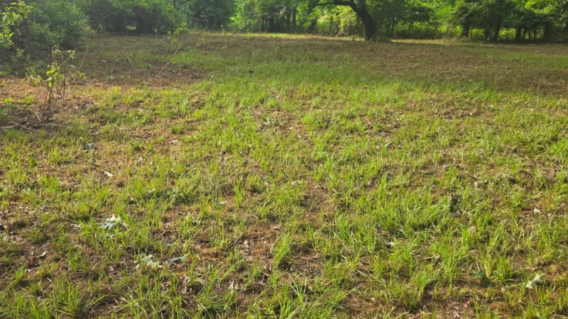 Clear producible and vital area for growth. Ready for renting.