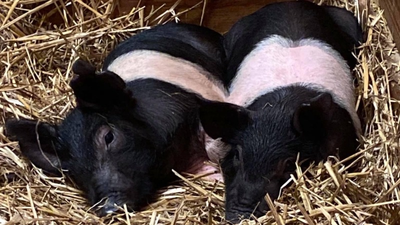 Hampshire babyies farrowed on pasture. 