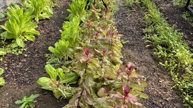 20x50 High Tunnel with roll up sides 