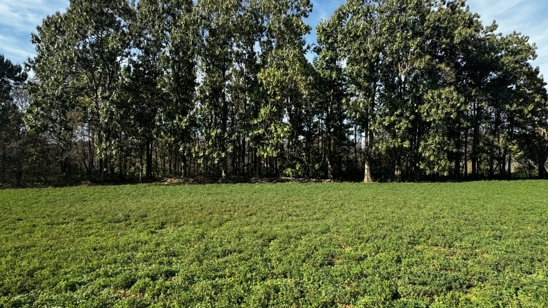 Paulownias and alfalfa field