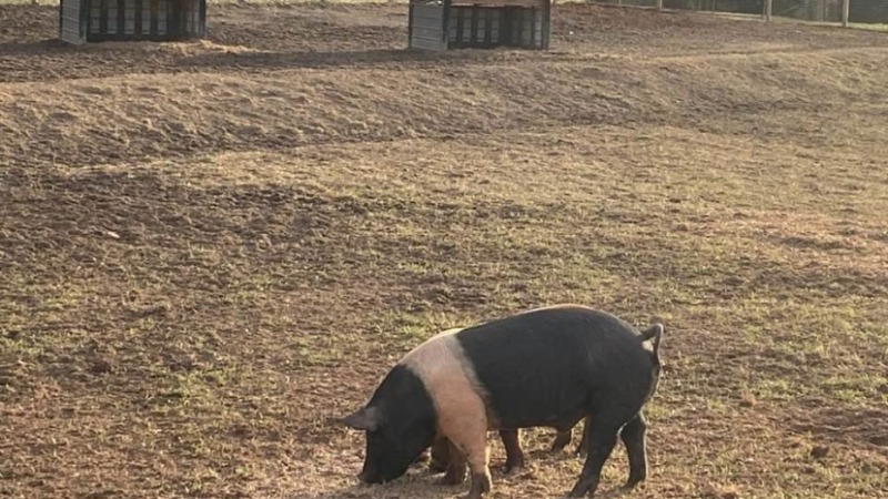 Pasture one with custom housing 