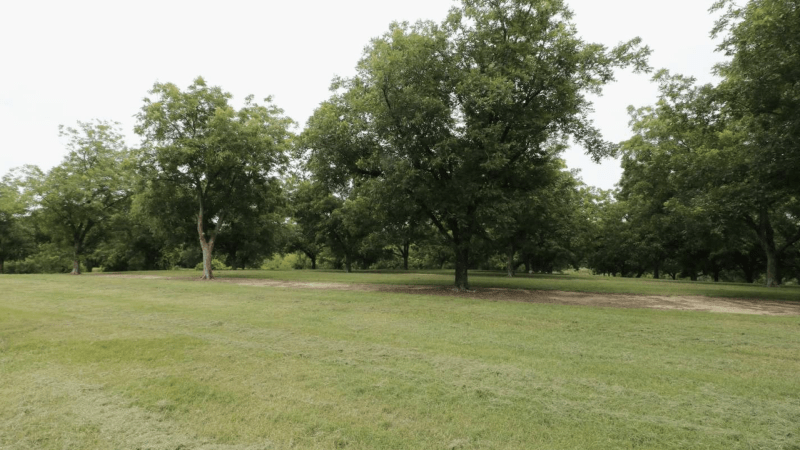 Pecan Orchard