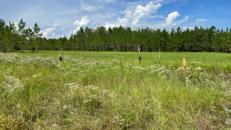 Cleared and wooded areas