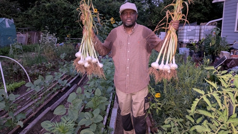 harvesting elephant garlic June 2024
