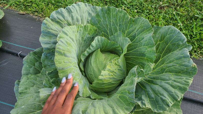 Picture of cabbage 