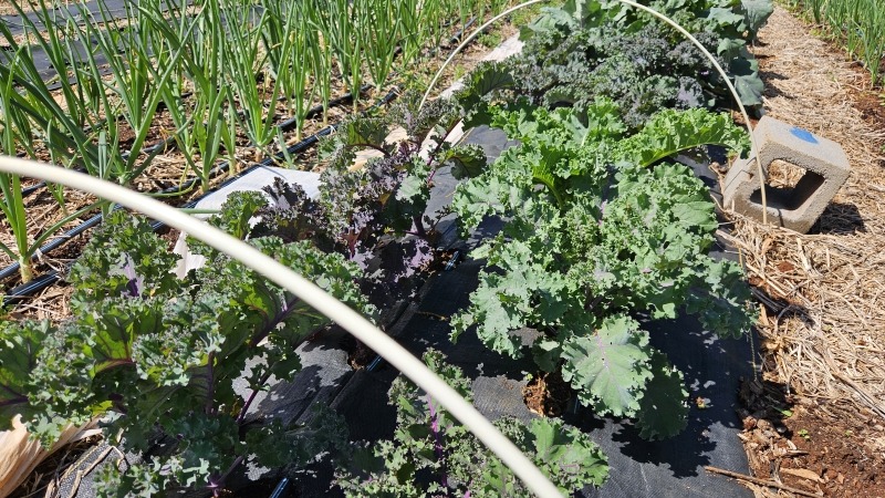 Kale and onions we currently grow