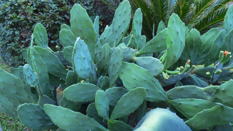 Prickly Pear Cactus