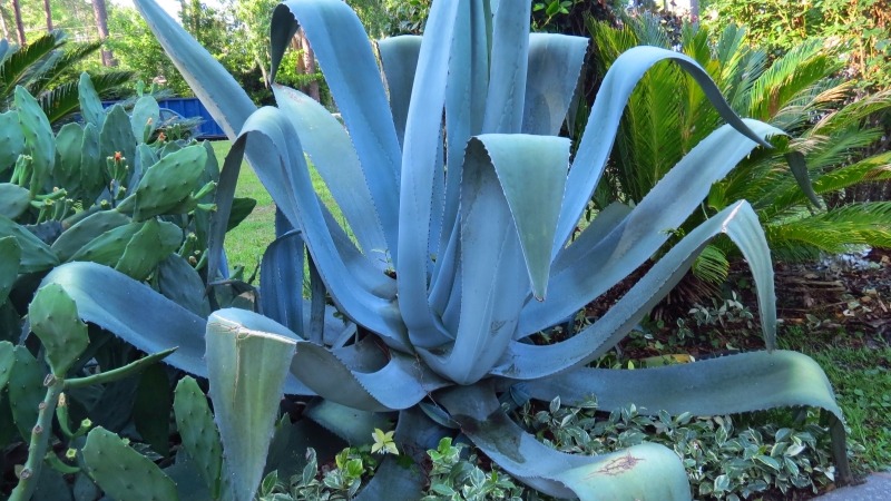 Subtropical Plants