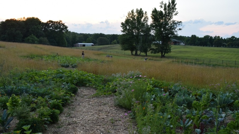 You can see the unconventional bed shapes that mimic a mandala garden