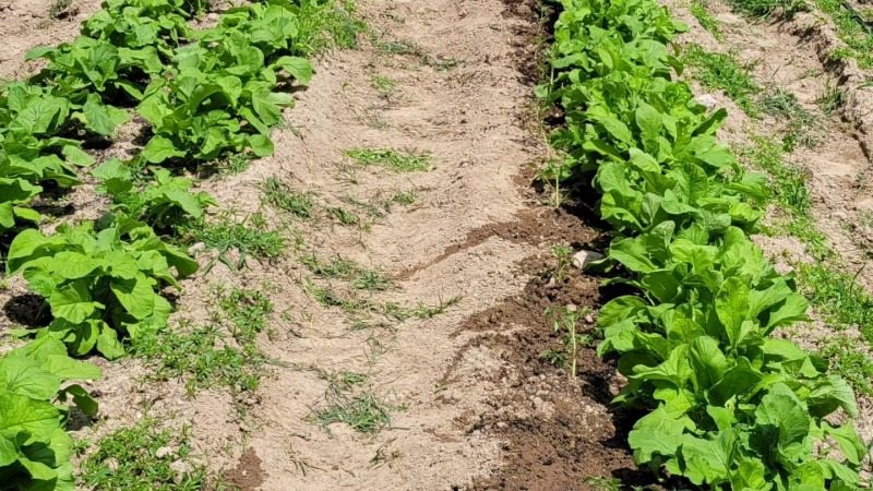 Crops