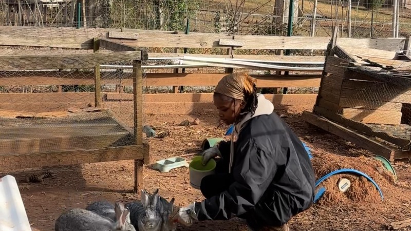 feeding rabbits at a farm a volunteered at 
