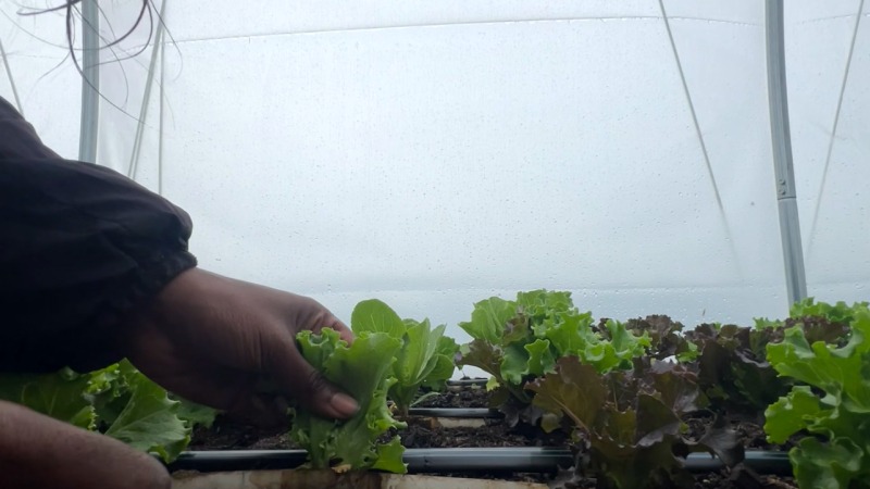Harvesting single leaf lettuce 