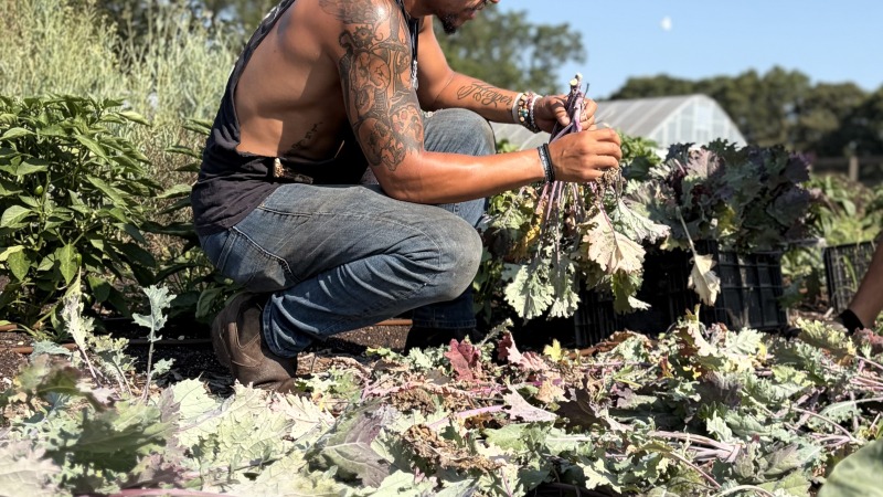 Kale Harvest
