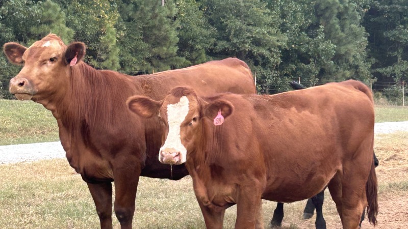 A couple of my heifers