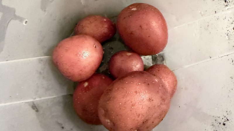 First Harvast of Potatoes