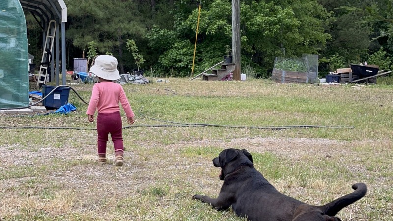 Small child and black dog with grassy background