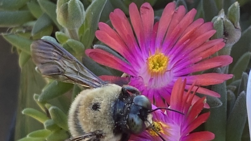 a picture of a flower with a large bee on top
