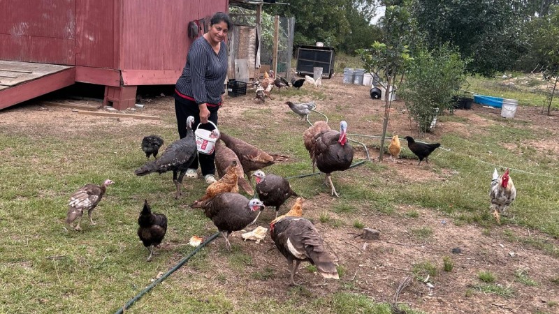 with livestock
