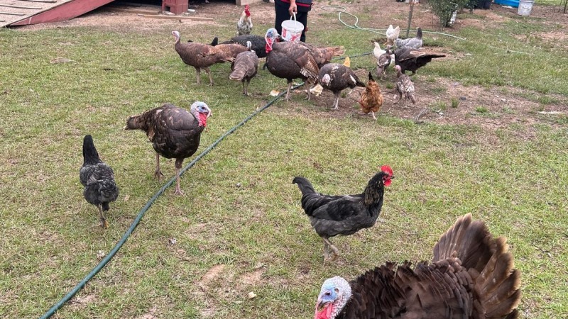 Free range turkey farm