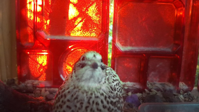 A quail is back lit in red in it's coop