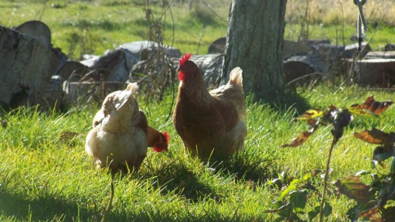 I currently raise chickens for eggs and meat