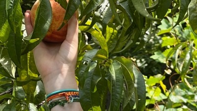 peaches,  blueberries, elderberries,  muscadine, grapes and more