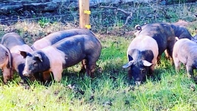 More pigs 