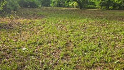 Clear producible and vital area for growth. Ready for renting.